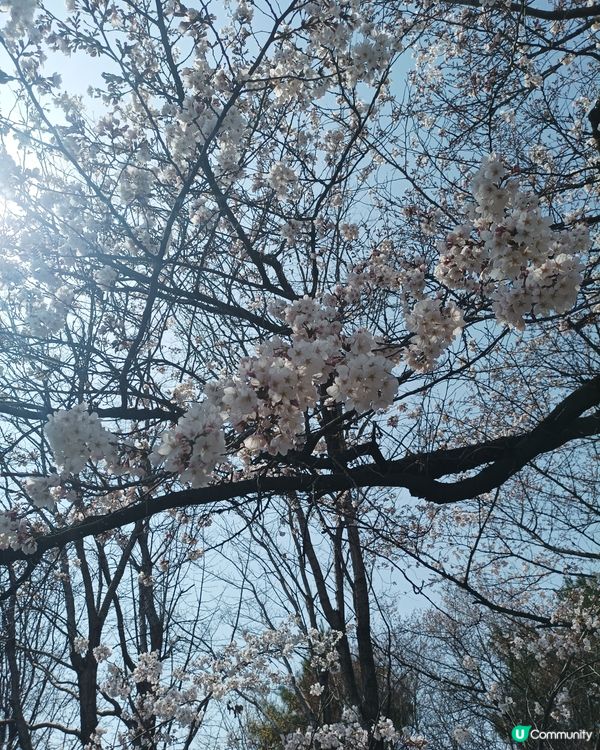 🇰🇷韓國櫻花迷必去！汝矣島櫻花街道超震撼
