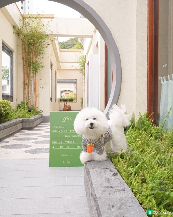 淺水灣隱世好去處 素食友善多國菜 歡迎寵物