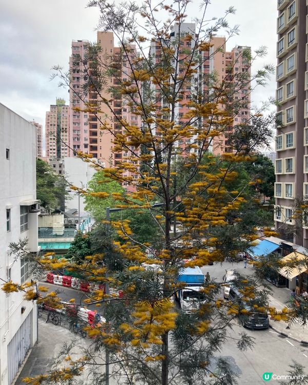 元朗宗教特色的建築 