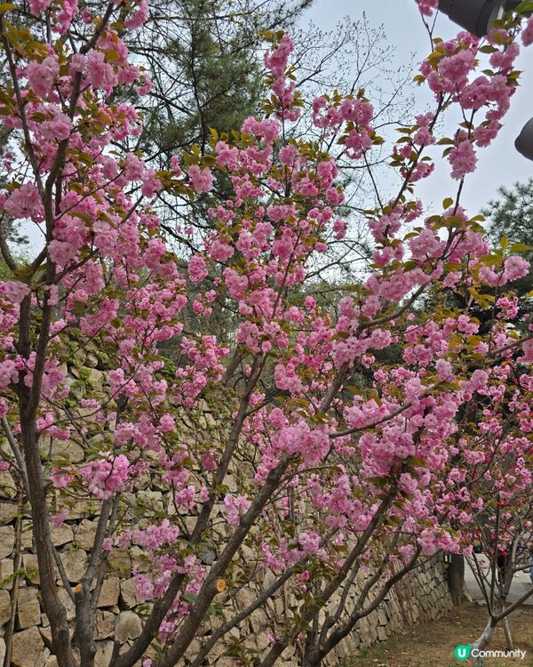 慕田峪長城一日遊⛰️  人生必去景點！