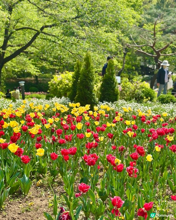 🇰🇷韓國首爾超靚夢幻花海打卡天堂🌺🌷🌸💐🌹延禧森林休息處