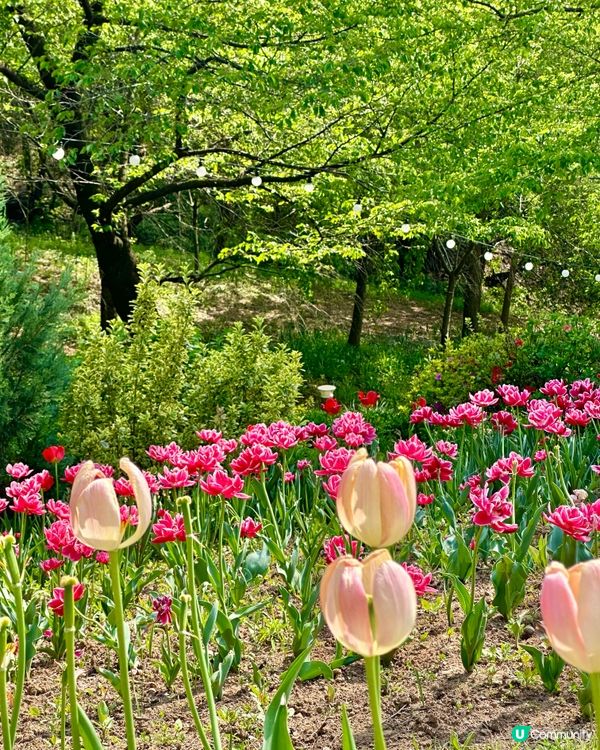 🇰🇷韓國首爾超靚夢幻花海打卡天堂🌺🌷🌸💐🌹延禧森林休息處