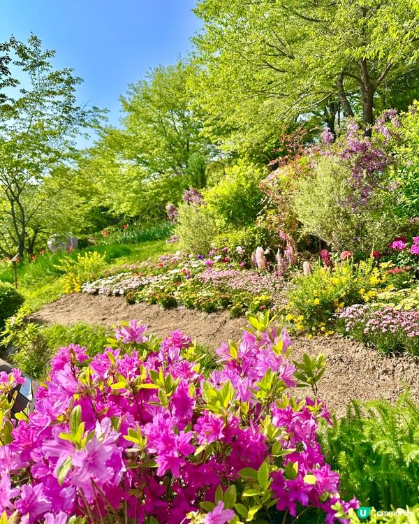 🇰🇷韓國首爾超靚夢幻花海打卡天堂🌺🌷🌸💐🌹延禧森林休息處