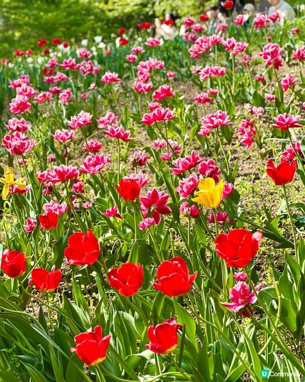 🇰🇷韓國首爾超靚夢幻花海打卡天堂🌺🌷🌸💐🌹延禧森林休息處