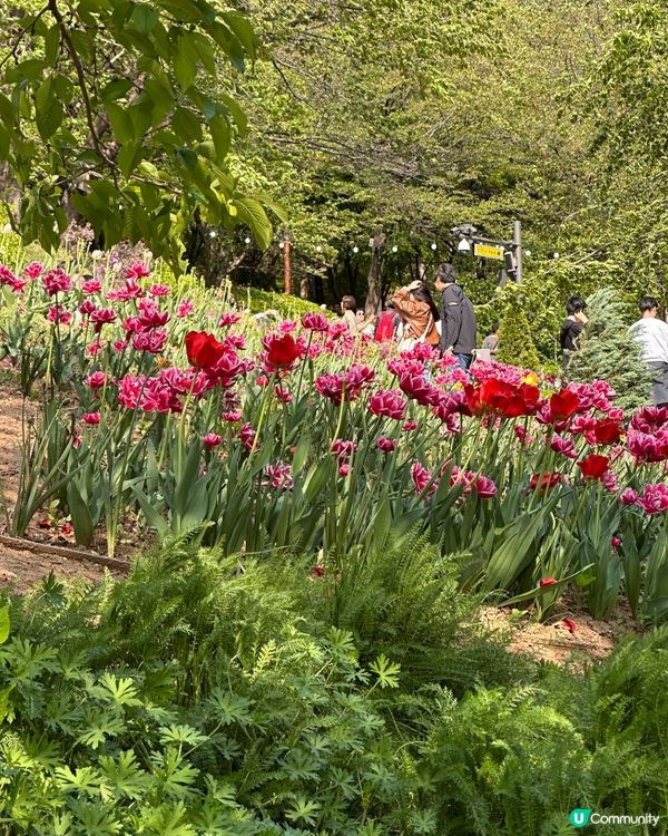 🇰🇷韓國首爾超靚夢幻花海打卡天堂🌺🌷🌸💐🌹延禧森林休息處