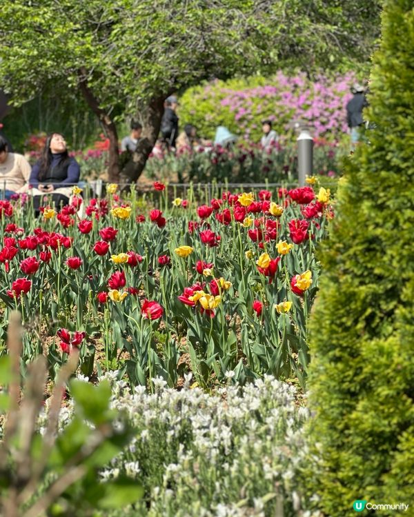 🇰🇷韓國首爾超靚夢幻花海打卡天堂🌺🌷🌸💐🌹延禧森林休息處