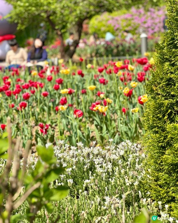 🇰🇷韓國首爾超靚夢幻花海打卡天堂🌺🌷🌸💐🌹延禧森林休息處