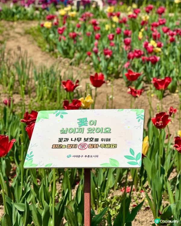 🇰🇷韓國首爾超靚夢幻花海打卡天堂🌺🌷🌸💐🌹延禧森林休息處