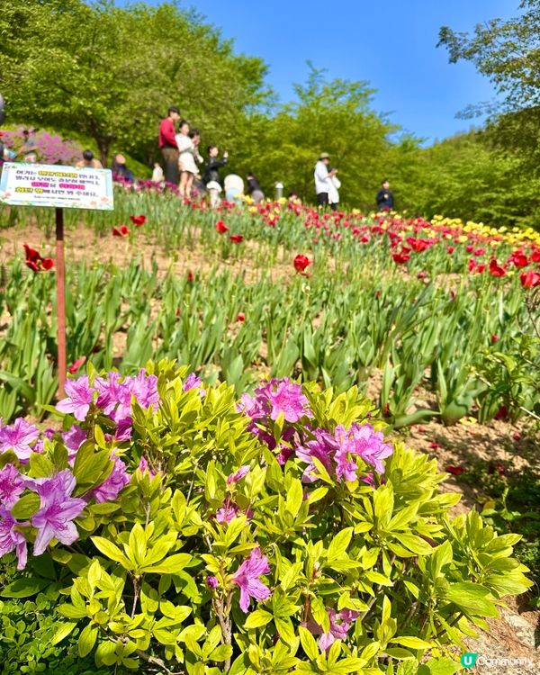🇰🇷韓國首爾超靚夢幻花海打卡天堂🌺🌷🌸💐🌹延禧森林休息處
