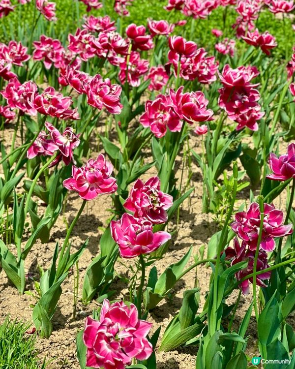 🇰🇷韓國首爾超靚夢幻花海打卡天堂🌺🌷🌸💐🌹延禧森林休息處