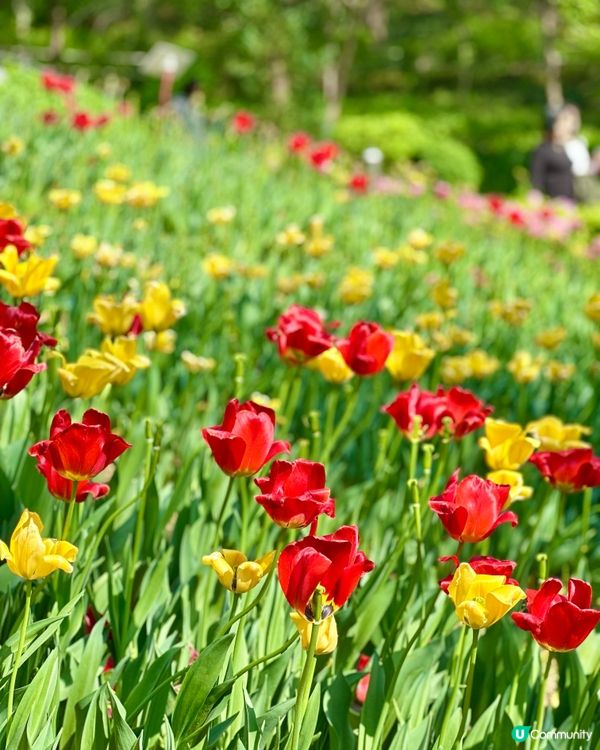 🇰🇷韓國首爾超靚夢幻花海打卡天堂🌺🌷🌸💐🌹延禧森林休息處