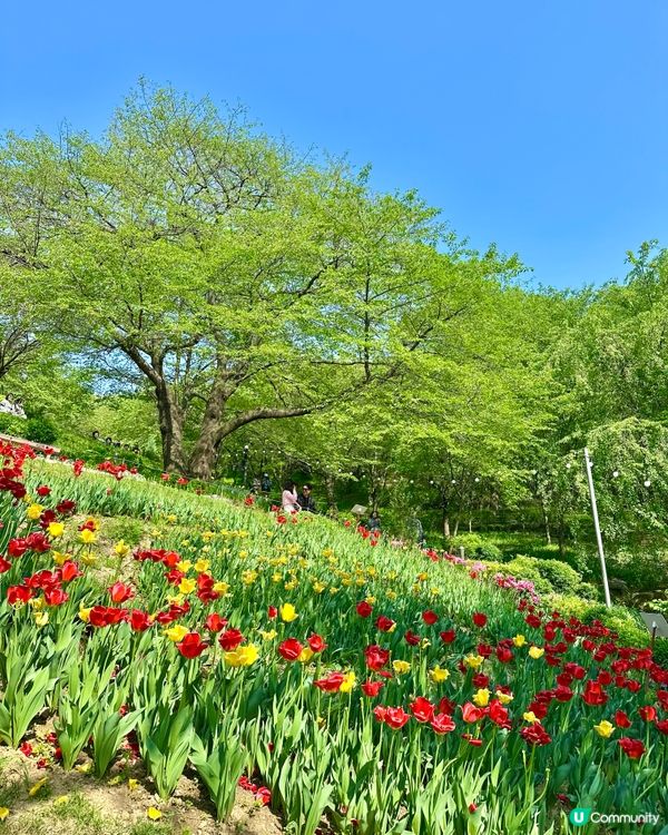🇰🇷韓國首爾超靚夢幻花海打卡天堂🌺🌷🌸💐🌹延禧森林休息處