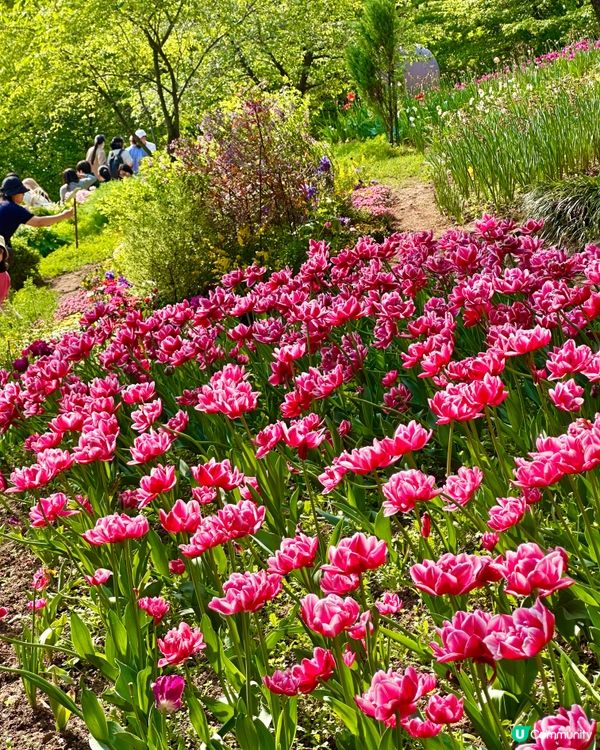 🇰🇷韓國首爾超靚夢幻花海打卡天堂🌺🌷🌸💐🌹延禧森林休息處