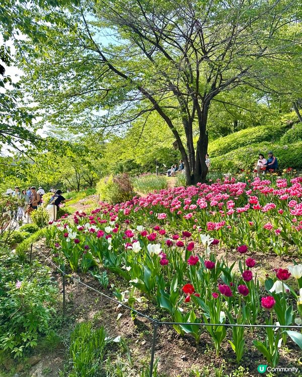 🇰🇷韓國首爾超靚夢幻花海打卡天堂🌺🌷🌸💐🌹延禧森林休息處