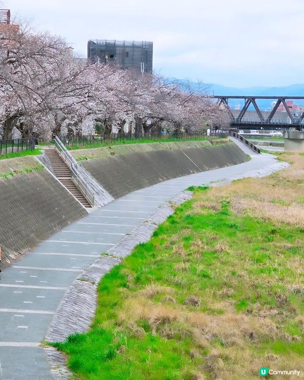 京都鴨川🌸隱世賞櫻小店 🍙