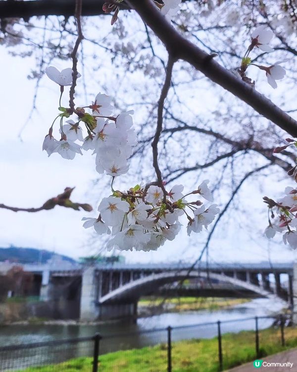 京都鴨川🌸隱世賞櫻小店 🍙