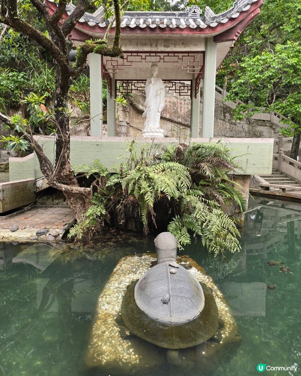 🌿 肇慶鼎湖山：綠色逃亡秘境！🌄