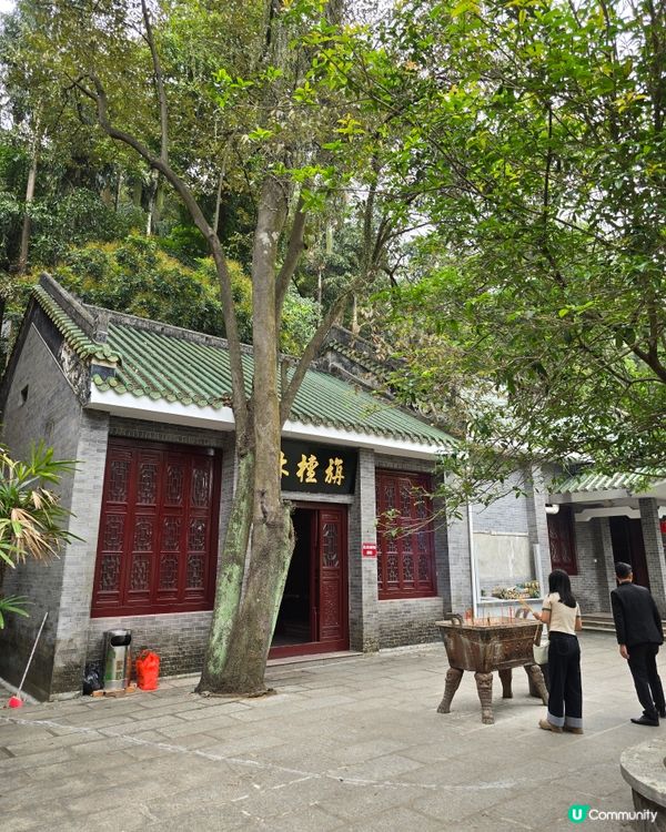 🌿 肇慶鼎湖山：綠色逃亡秘境！🌄