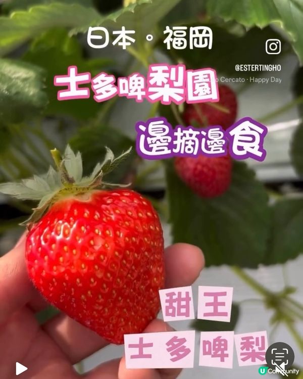 福岡近郊 💕 士多啤梨園 🍓 邊摘邊食『甜王』士多啤梨