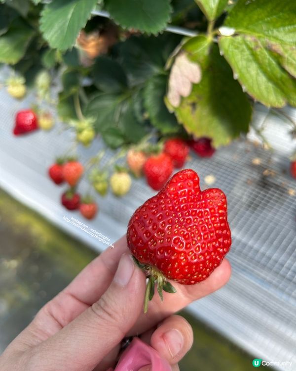 福岡近郊 💕 士多啤梨園 🍓 邊摘邊食『甜王』士多啤梨