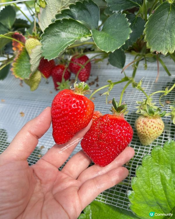 福岡近郊 💕 士多啤梨園 🍓 邊摘邊食『甜王』士多啤梨