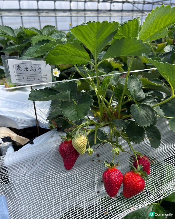 福岡近郊 💕 士多啤梨園 🍓 邊摘邊食『甜王』士多啤梨