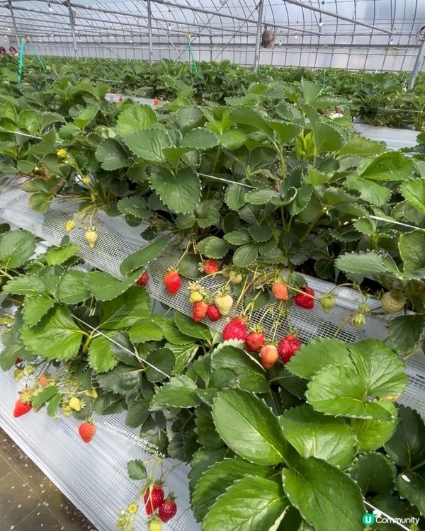 福岡近郊 💕 士多啤梨園 🍓 邊摘邊食『甜王』士多啤梨