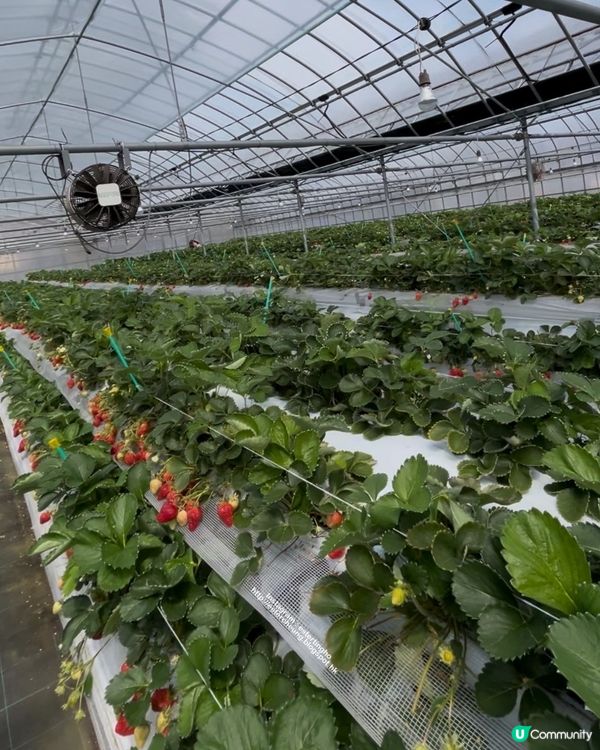 福岡近郊 💕 士多啤梨園 🍓 邊摘邊食『甜王』士多啤梨