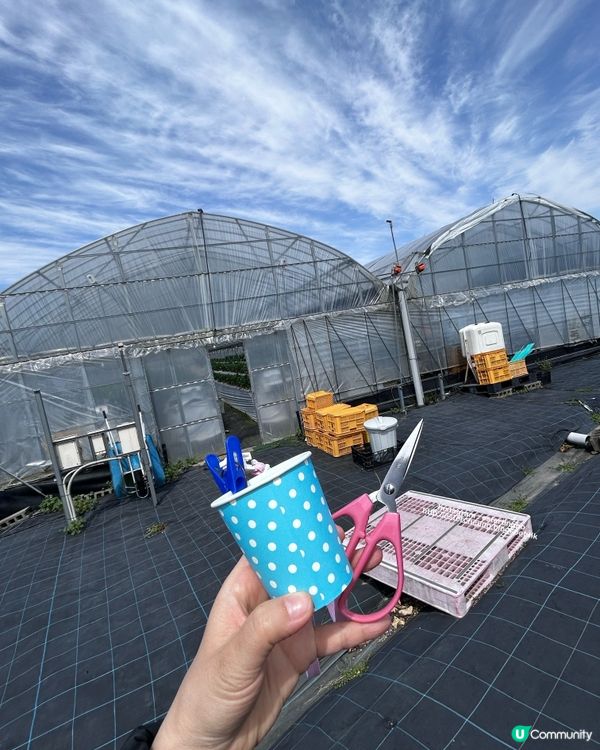 福岡近郊 💕 士多啤梨園 🍓 邊摘邊食『甜王』士多啤梨