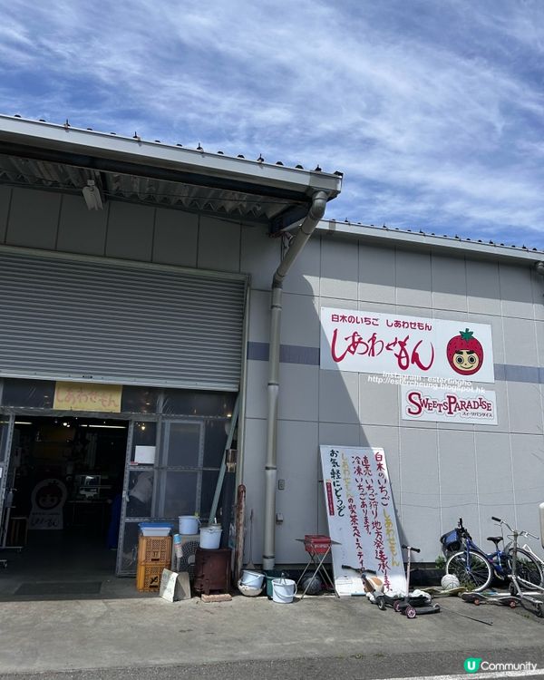 福岡近郊 💕 士多啤梨園 🍓 邊摘邊食『甜王』士多啤梨