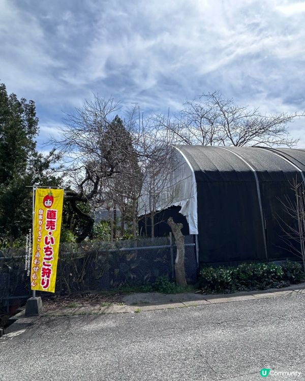 福岡近郊 💕 士多啤梨園 🍓 邊摘邊食『甜王』士多啤梨