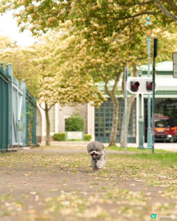 呢度真係幾唔似香港