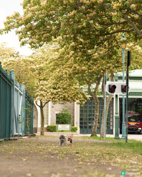 呢度真係幾唔似香港