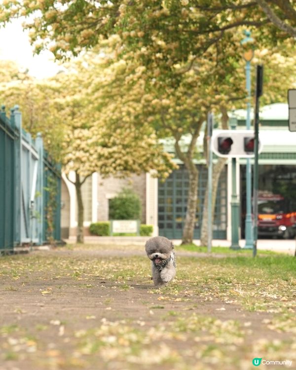 呢度真係幾唔似香港