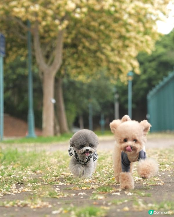 呢度真係幾唔似香港