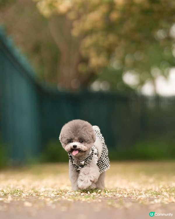 呢度真係幾唔似香港