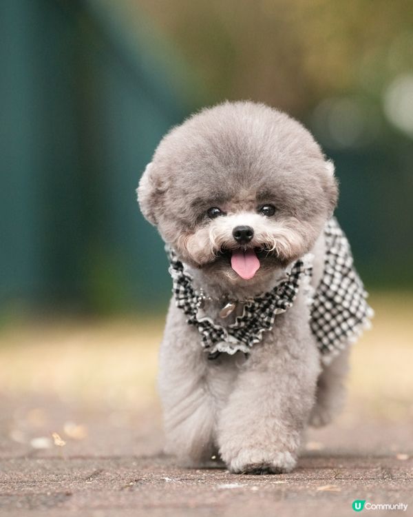 呢度真係幾唔似香港