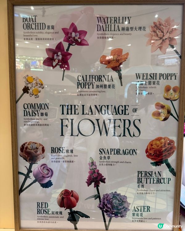 太古廣場🌹LEGO花園盛放！