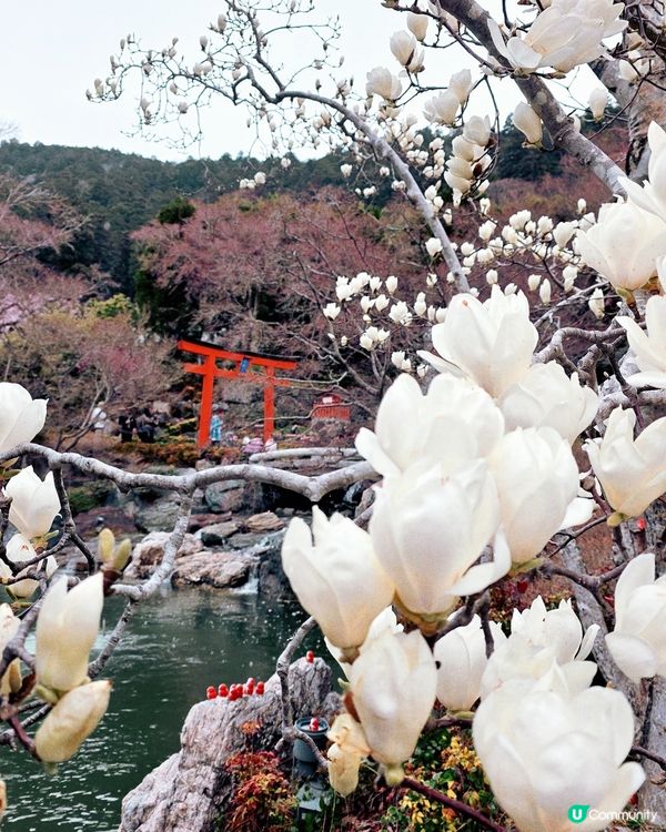 大阪勝尾寺🙏🏻  祈願勝利達摩