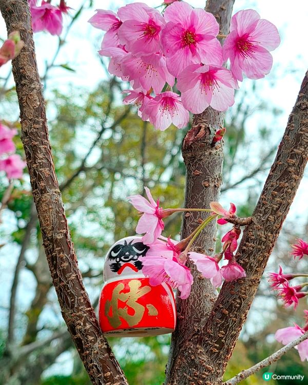 大阪勝尾寺🙏🏻  祈願勝利達摩