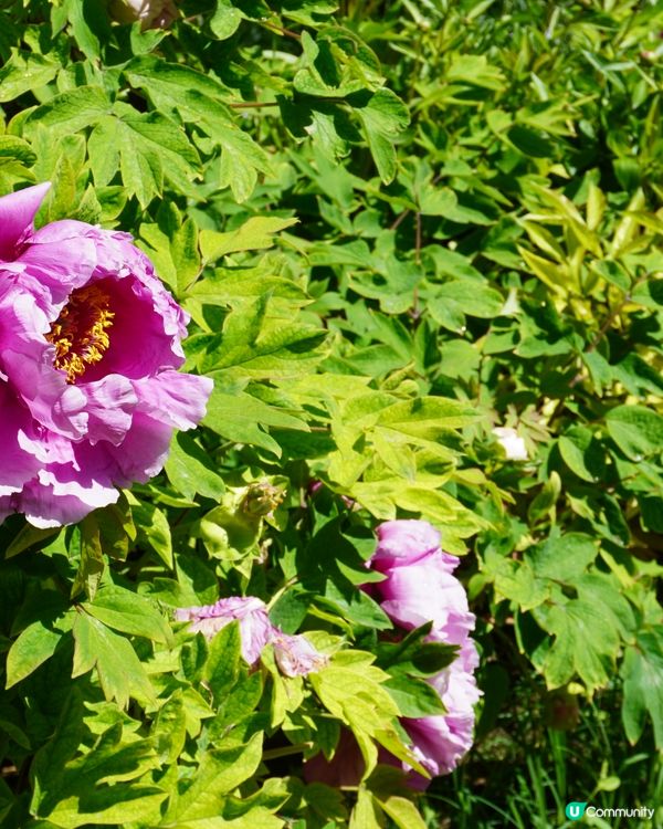 景山公園俯瞰故宮+打卡花花冰條