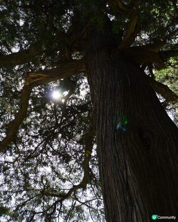 景山公園俯瞰故宮+打卡花花冰條