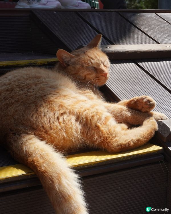 景山公園俯瞰故宮+打卡花花冰條