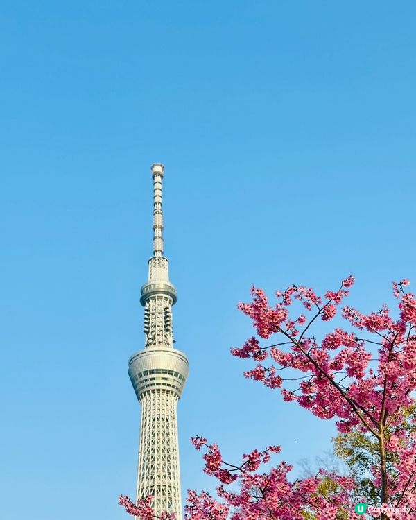 東京淺草🌸粉紅和服體驗！