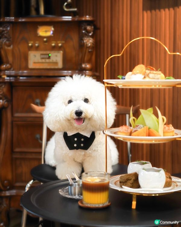 灣仔室內毛孩友善 新增高質下午茶