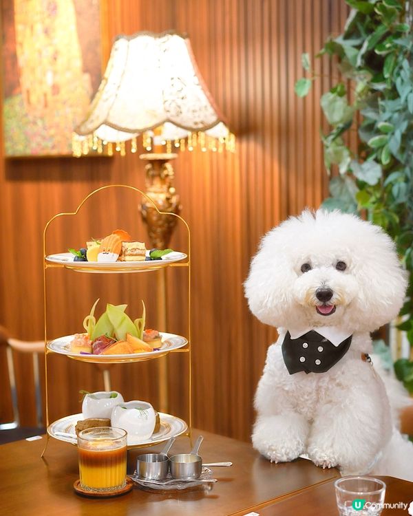 灣仔室內毛孩友善 新增高質下午茶
