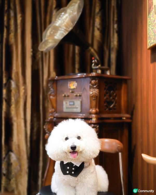 灣仔室內毛孩友善 新增高質下午茶