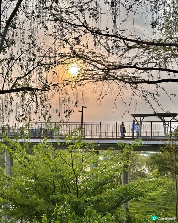 【首爾秘境推介】仙遊島公園｜小島上的秘密叢林＋漢江靚景涼亭！