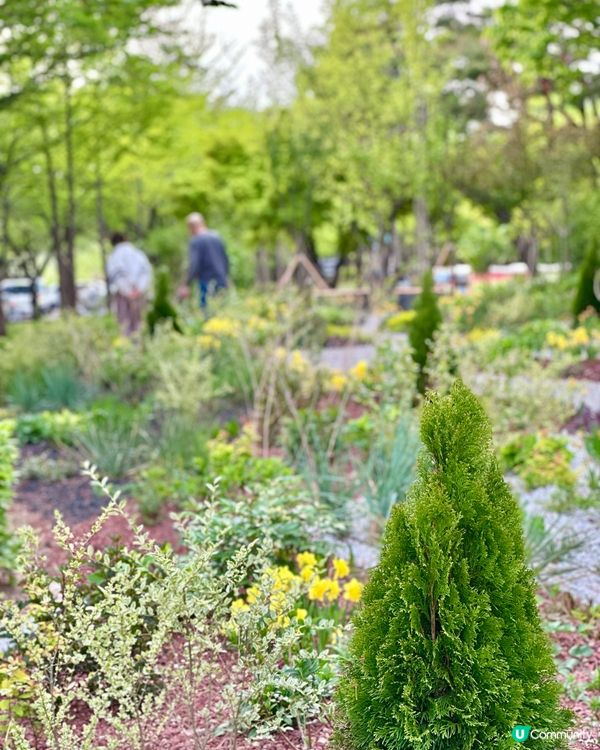 【首爾秘境推介】仙遊島公園｜小島上的秘密叢林＋漢江靚景涼亭！