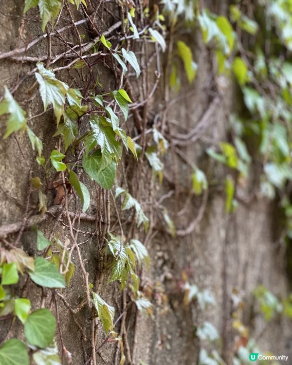 【首爾秘境推介】仙遊島公園｜小島上的秘密叢林＋漢江靚景涼亭！